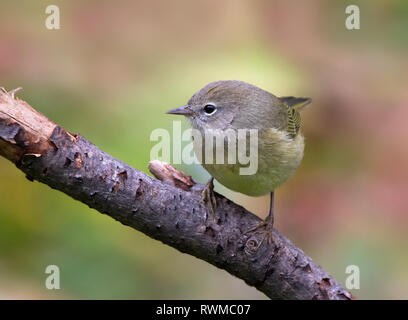 Orange-crowned Warbler, Oreothlypis celata, perched on a log in the Autumn in Saskatoon,  Saskatchewan, Canada Stock Photo