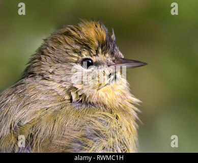 Orange-crowned Warbler, Oreothlypis celata, close-up of orange crown, in  the Autumn in Saskatoon,  Saskatchewan, Canada Stock Photo