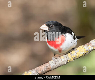 A male Rose-breasted Grosbeak, Pheucticus ludovicanus, perched in Saskatoon, Saskatchewan Stock Photo