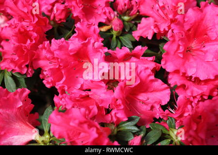 Beautiful, fresh hot pink azaleas flowers and plants growing in the flower garden. Stock Photo