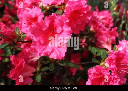 Beautiful, fresh hot pink azaleas flowers and plants growing in the flower garden. Stock Photo