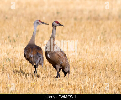 Two Sandhill Crane,  Grus canadensis, in  field, near Saskatoon Saskatchewan Stock Photo