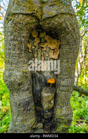 Mushroom and fungus in a tree knot, like right out of a fairytale scene; Myvatn, Iceland Stock Photo