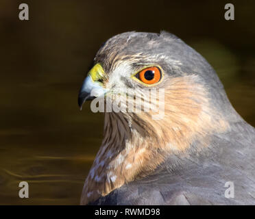 Adult Sharp-shinned Hawk, Accipiter striatus, portrait in Saskatoon Saskatchewan Stock Photo