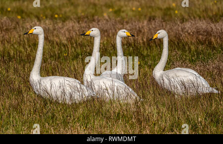 Tundra swans (Cygnus columbianus bewickii); Iceland Stock Photo