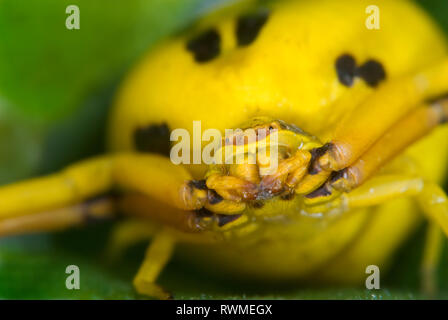Flower crab spider (Misumenoides formosipes) waiting for prey