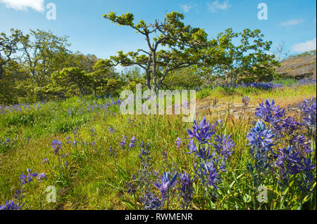 Camas meadow in classic Garry Oak ecosystem, Mt Tolmie, Victoria, BC, Canada Stock Photo