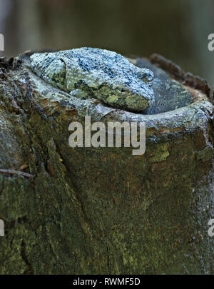Gray tree frog (Hyla versicolor) hiding in plain sight on the stump of a cut tree branch in central Virginia. Color of skin blends with the color of t Stock Photo