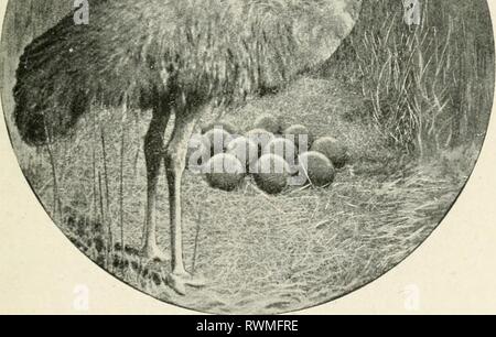 The Emu (1901) Stock Photo