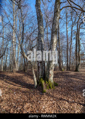 sunny winter forest with snow leftovers and green foliage, sun rays and