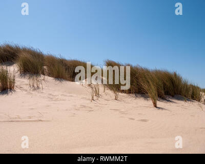 View over sand dunes with grass and the beach near Domburg on the island Walcheren, Zeeland, Netherlands Stock Photo