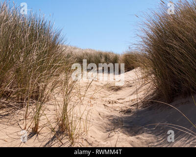 View over sand dunes with grass and the beach near Domburg on the island Walcheren, Zeeland, Netherlands Stock Photo