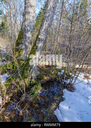 sunny winter forest with snow leftovers and green foliage, sun rays and