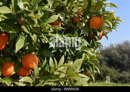 Oranges ripening on the tree on the Greek island of Evia. Stock Photo