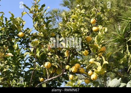 Lemons ripening on the tree on the Greek island of Evia Stock Photo