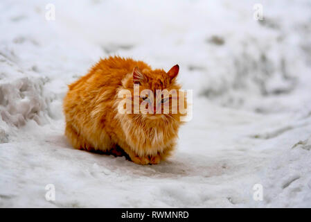 street homeless red cat sitting on the snow Stock Photo