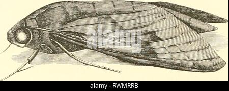Encyclopédie d'histoire naturelle; ou, traité EncyclopÃ©die d'histoire naturelle; ou, traitÃ© complet de cette science d'aprÃ¨s les travaux des naturalistes les plus Ã©minents de tous les pays et de toutes les Ã©poques: Buffon, Daubenton, LacÃ©pÃ¨de, G. Cuvier, F. Cuvier, Geoffroy Saint-Hilaire, Latreille, De Jussieu, Brongniart, etc encyclopdiedhi09chens Year: [186-?-187-?]  Fig. 29 â Damis corilus. Fig. 30 â Sphinx l.imbrusque. Quoiqu'on ne puisse Ã©tablir de rÃ¨gle gÃ©nÃ©rale pour la distribution des couleurs, et qu'elles ne constituent pas un caractÃ¨re fixe, cependant il est Ã remarquer q Stock Photo