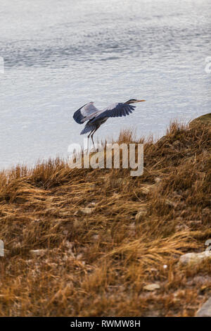 Great Blue Heron, landing on the edge of a coastal marsh Stock Photo