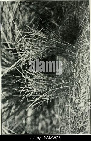 The Emu (1901) Stock Photo