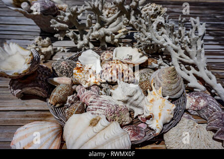 A set of sea calms and mussels found on a private beach in El Nido, Philippines Stock Photo