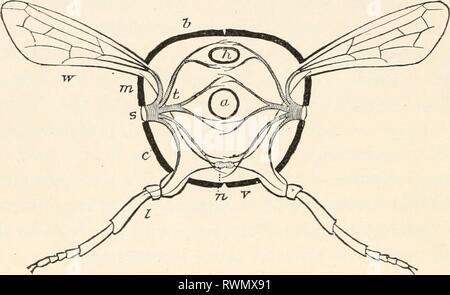 Sterna Insects . Elementary entomology. Entomology. CHAPTER IV ANATOMY OF INSECTS ...