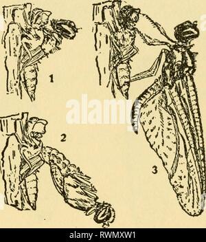 Elementary lessons on insects (1928) Stock Photo