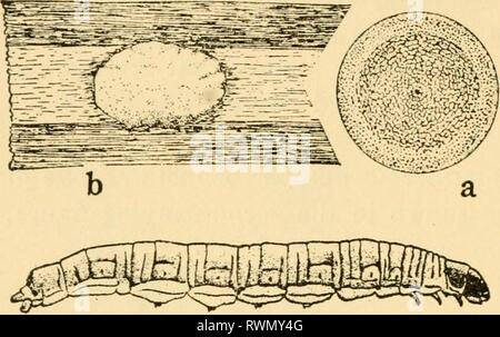 Elementary lessons on insects (1928) Stock Photo