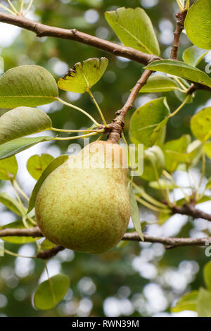Pear ripening on a pear tree in an orchard during summer Stock Photo