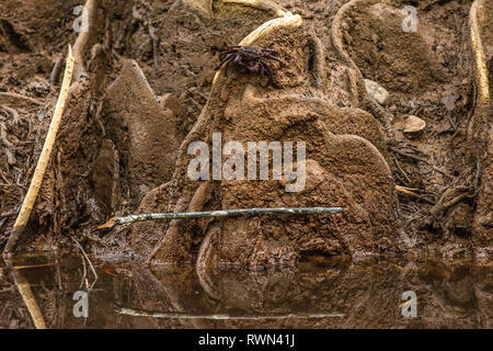 A Aratus pisonii , Mangrove tree crab on muddy tree root mangrove river bank. Stock Photo