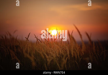 Sundown in wheat against the backdrop of faint colorful sunset Stock Photo