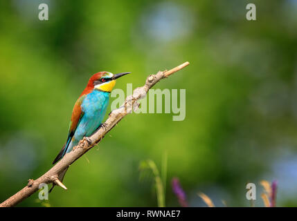 European bee-eater ( Merops Apiaster ) sitting on the branch. Blurry background Stock Photo