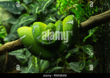 Green Snake coiled around a branch with green foliage i, the background Stock Photo