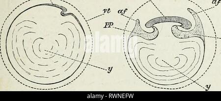 The elements of Embryology, (1874) The elements of Embryology, elementsofembryo74fost Year: 1874  II.] THE HEAD-FOLD. Fig. 8. 29 A    --:pp C B Stock Photo