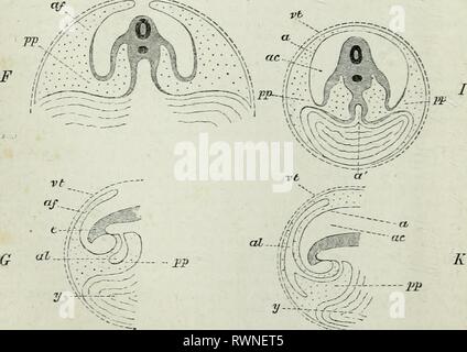 The elements of Embryology, (1874) The elements of Embryology, elementsofembryo74fost Year: 1874  H Stock Photo