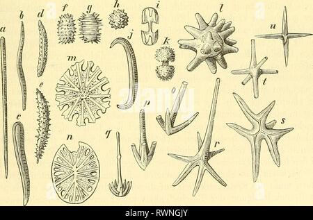 Elemente der palaeontologie (Palaeozoologie) (1884) Stock Photo