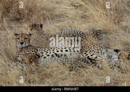 Cheetah family relaxing in the grasslands in the Masai Mara, Kenya, Africa Stock Photo