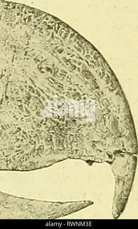 El Hornero (1919) El Hornero elhornero2192022asoc Year: 1919  Fig, 1. — Vista lateral del cráneo y mandíbula del Phororlincos inflatus Amegh., reducido a un tercio del tamaño natural. Reproducción fotográfica de la PI. XIV, vol. XV, 'Transactions of the Zoological Society of Loudon', 1901. p. iiix., premaxilar; ji. nasal; lac, lacrimal; í, o, n. septum interorbital; sup.,o, lámina supraorbital; p.orb.p., proceso post-orbitario; o. q., proceso orbitario del cuadrada; f. /., fopa temporal; 1. r., cresta lambdoide; ft. q., escama del temporal; z. y., proceso zigomático; t.y., cavidad timpánica; q Stock Photo