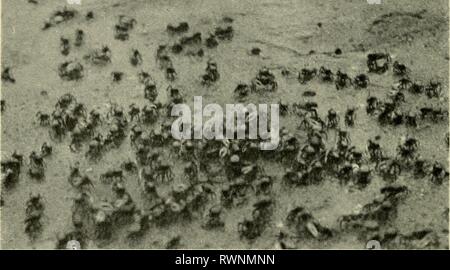 The emigrations of animals from Stock Photo