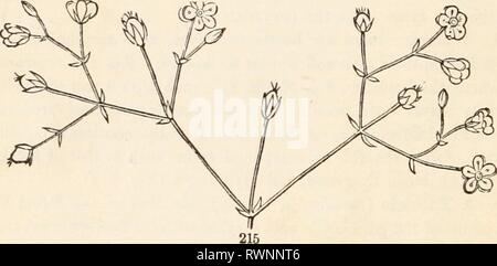 The elements of botany for The elements of botany for beginners and for schools elementsofbotany00grayuoft Year: [1887]  tinued by the development of a branch in the axil of only one of the leaves at each node. The dotted lines on the left indicate the place of the wanting    branches, which if present would convert this scorpioid cyme into the complete one of Fig. 215. Eig. 217 is a diagram of similar inflorescence with alternate leaves. Both are kinds {false racemes (219). When the bracts are also wanting in such cases, as in many Borragineous plants, the true nature of the in- florescence i Stock Photo