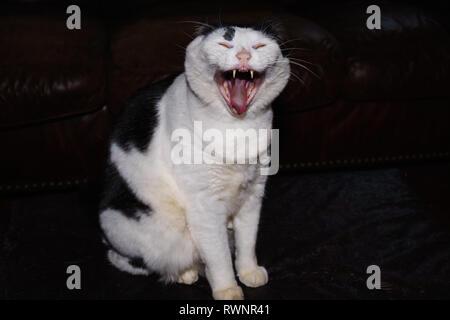 Cat yawning Stock Photo