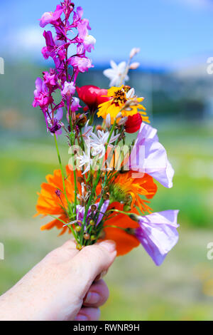 Bouquet of wild flowers in hand against the blue sky. A woman hand holding a bouquet of wild flowers and herbs collected on the top of a mountain Stock Photo