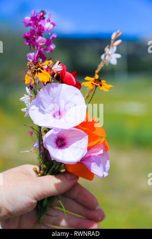 Bouquet of wild flowers in hand against the blue sky. A woman hand holding a bouquet of wild flowers and herbs collected on the top of a mountain, wil Stock Photo