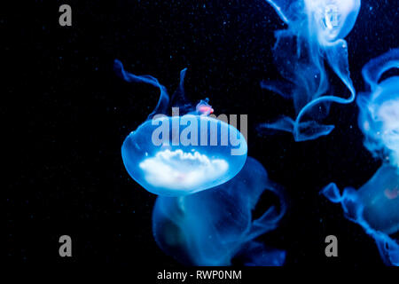blue with white jelly fish swimming in the water, isolated on a black background Stock Photo