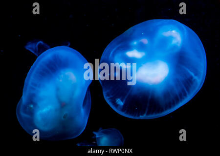 blue with white jellyfishes glowing in the dark, marine life background Stock Photo