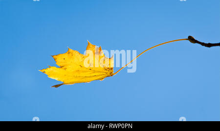 Single leaf of Norway maple (Acer platanoides) in autumn. Stock Photo