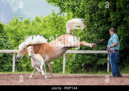 Haflinger Horse. Mare defending foal against possible enemy (harmless person bringing halter and rope). South Tyrol, Italy Stock Photo