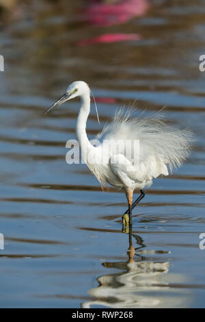 A Little egret fishing Stock Photo