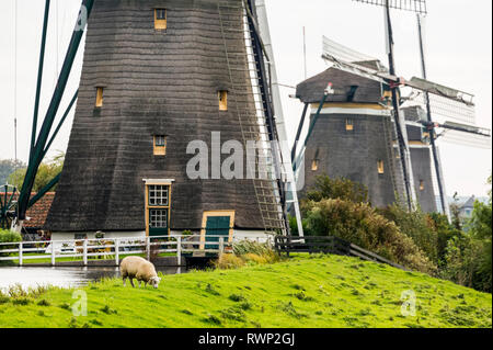 Close-up of the base of three old wooden windmills in a row along a grassy field with sheep grazing on a grassy hillside, near Stompwijk; Netherlands Stock Photo