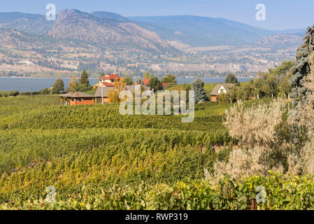 Vineyard, Naramata bench, Okangan Valley, British Columbia, Canada Stock Photo