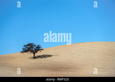 Isolated tree in ploughed field with bright blue sky; Campillos, Malaga, Andalucia, Spain Stock Photo